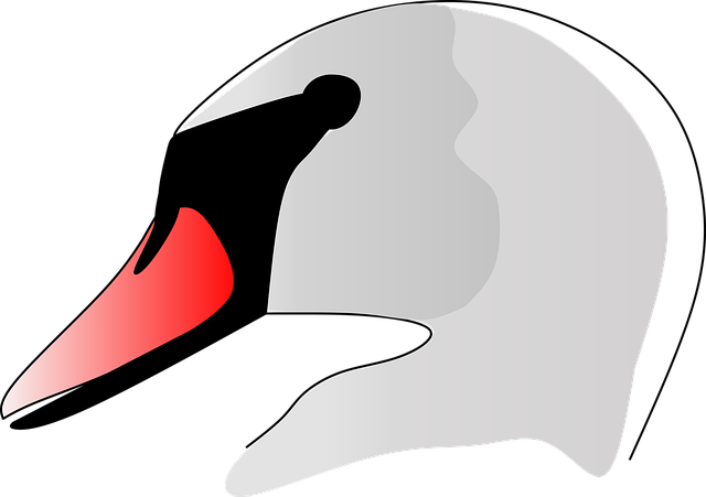 Schwan, Vogel, Natur, Tier, Zeichnung