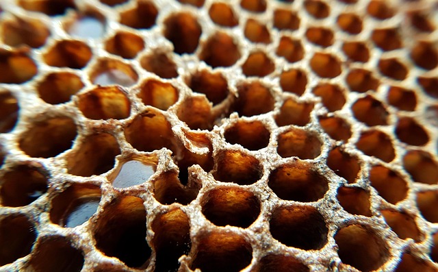 Free Honeycomb Honey photo and picture
