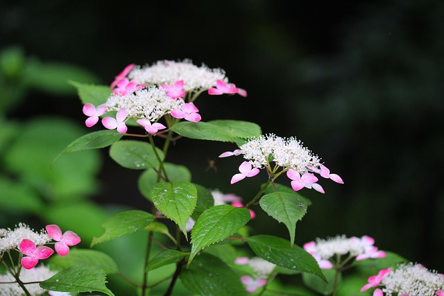 Free Hydrangea Flowers photo and picture