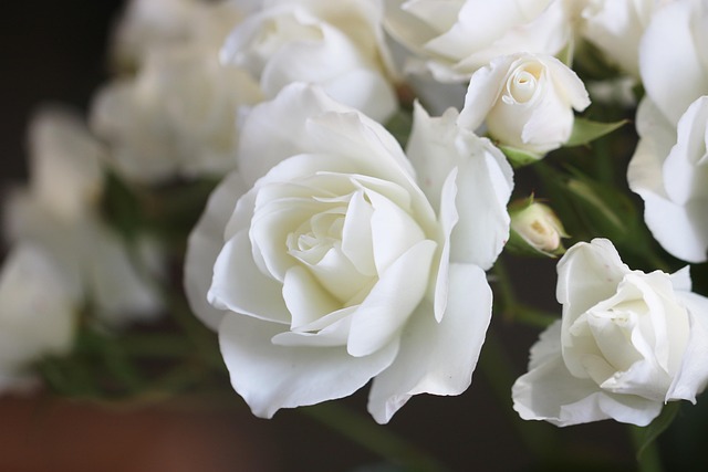 Free Rose White Rose photo and picture