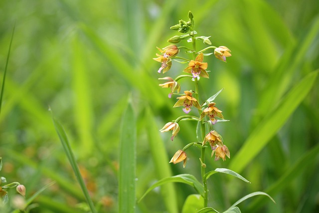 Free Oysters Online Persimmon Orchid photo and picture