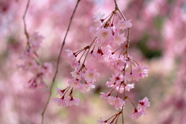 Free Shidarecherry Droopingcherrytree photo and picture
