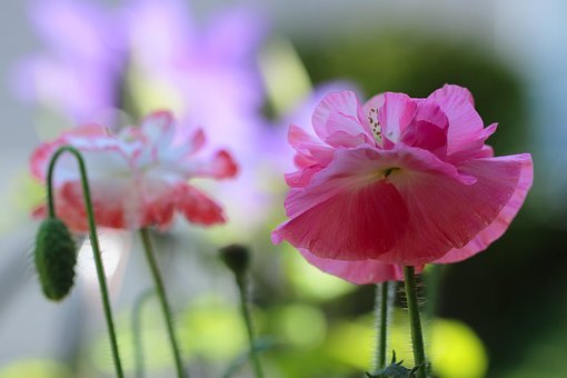 2 Free 雛芥子 Poppy Images Pixabay