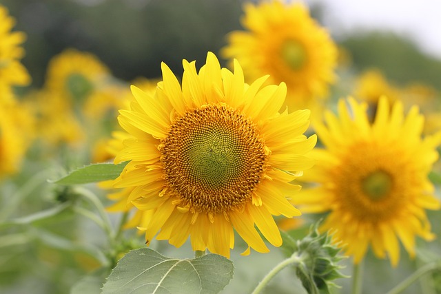 Free Sunflower Sun Flower photo and picture
