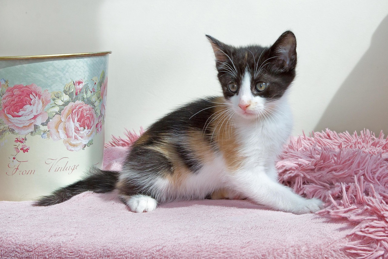 Kitten Pets Animals - Free photo on Pixabay