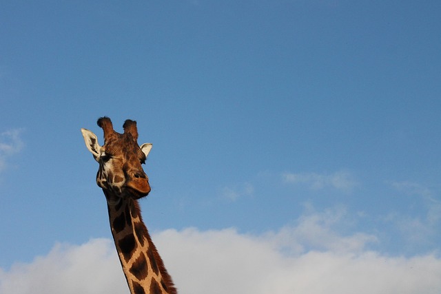 Free Giraffe Sky photo and picture