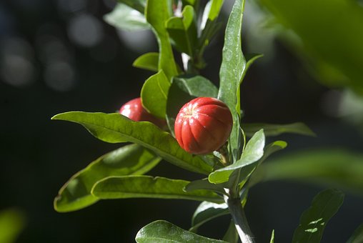 Free Nature Yard photo and picture