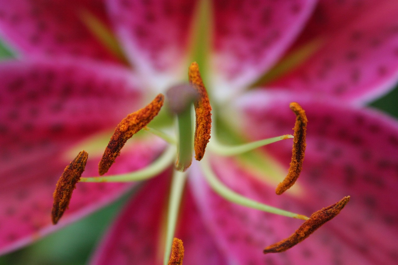 Pink - free online jigsaw puzzle photo