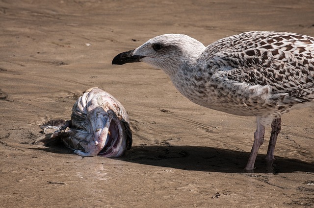 Free Gull Fish photo and picture