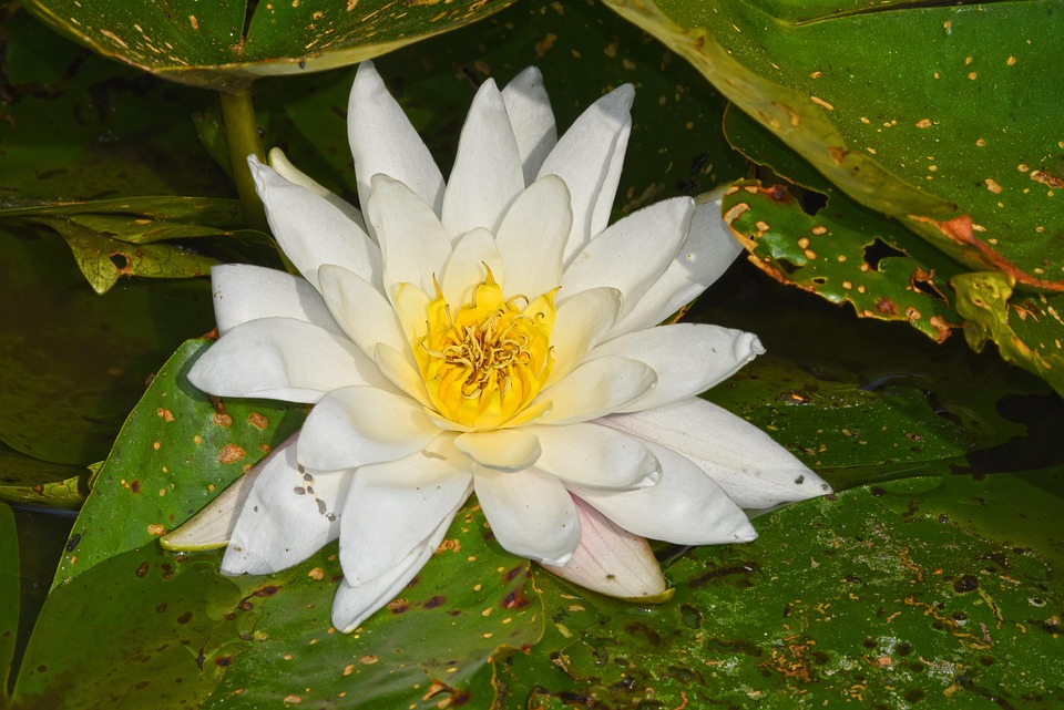 新色狼窝