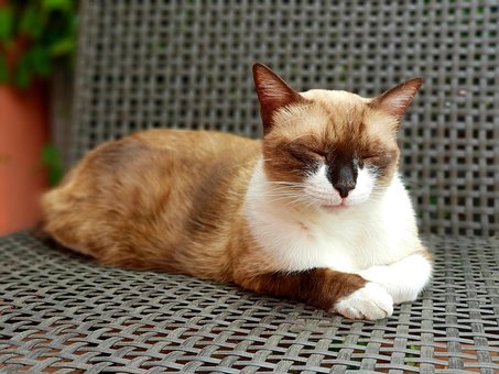 Linda, Animales, Mascota, Cat, Gatito