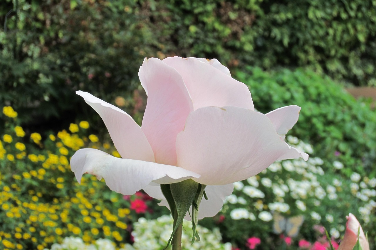 哪些花是夏天的花 background-3518053_1280.jpg