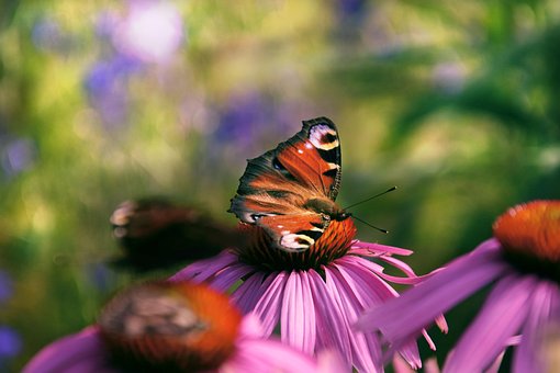 Garten, Natur, Blume, Closeup, Pflanze
