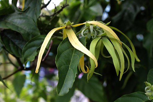 Ylang-Ylang, Blomst, Aromaterapi, Lugt