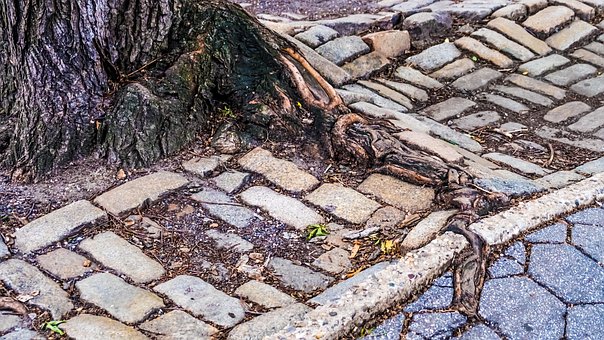 Free New York Central Park photo and picture