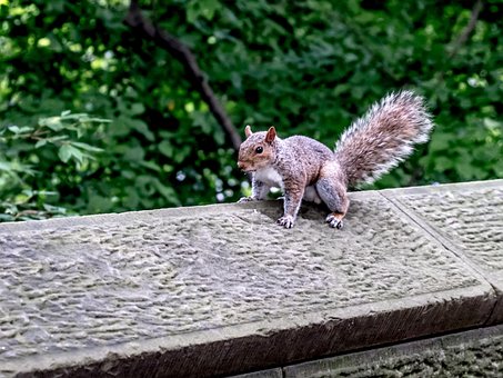 Free New York Central Park photo and picture