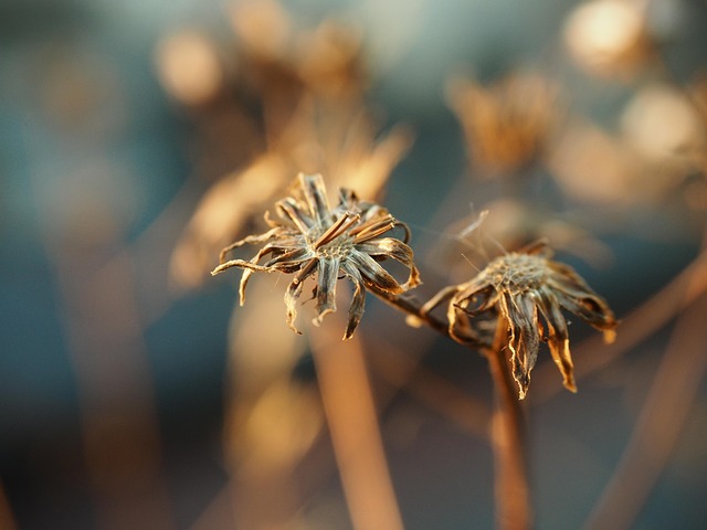 Free Flower Summer photo and picture