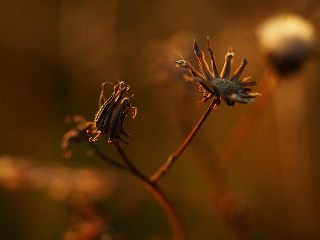 Free Flower Summer photo and picture