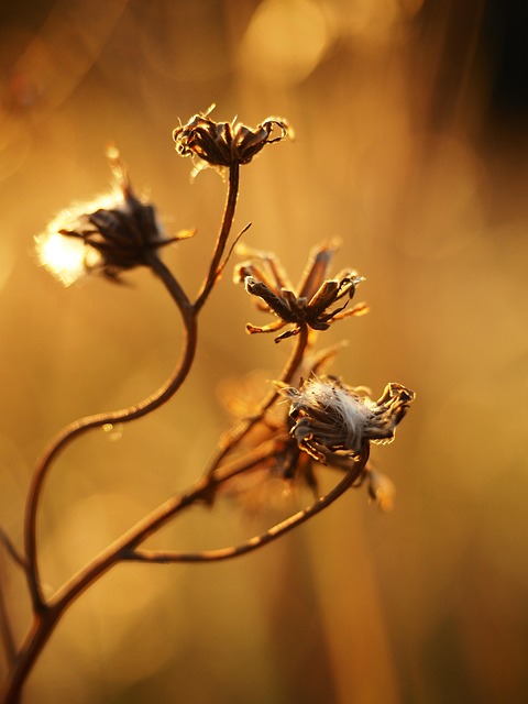 Free Flower Summer photo and picture