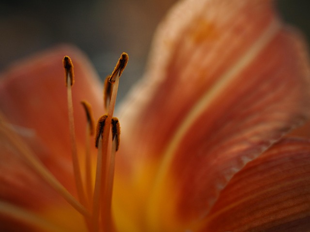 Free Flower Summer photo and picture