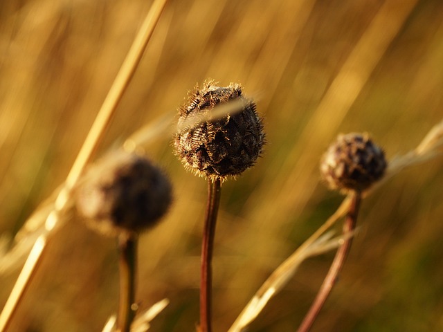 Free Flower Flower Wallpaper photo and picture