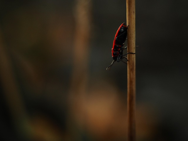Free Nature Summer photo and picture