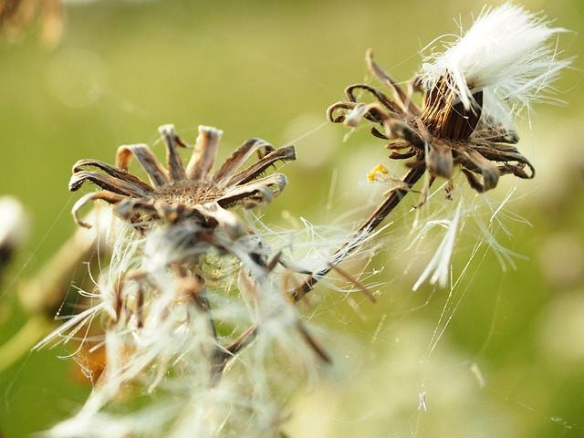 Free Nature Summer photo and picture