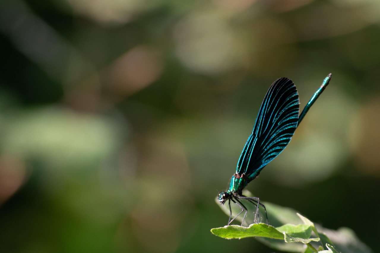 昆虫 蝴蝶 自然 - Pixabay上的免费照片 - Pixabay