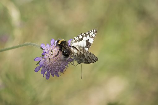 Free Butterfly Flower photo and picture