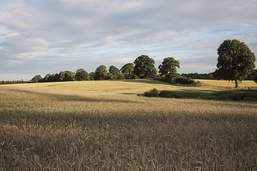 Free Summer Field photo and picture