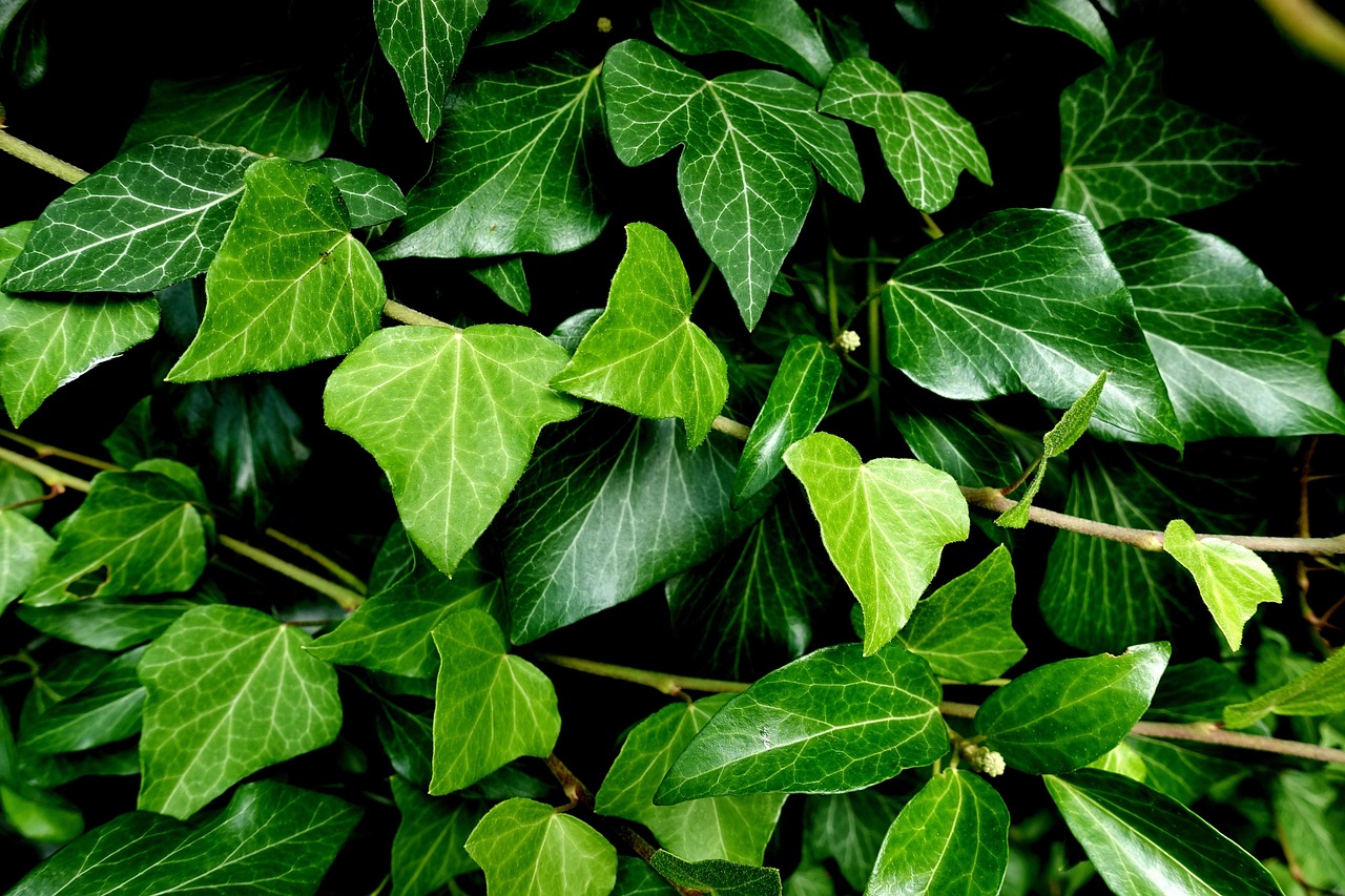 30 000 Free Ivy Leaf Ivy Images Pixabay 30 000 Free Ivy Leaf Ivy Images Pixabay