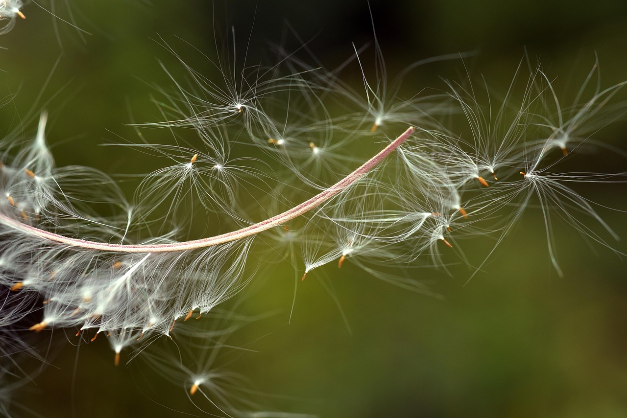 飞行的种子 关闭 自然 - Pixabay上的免费照片 - Pixabay