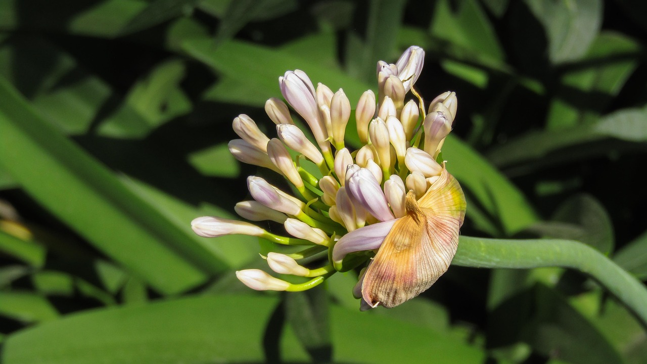 夏天有什么植物花 flower-3519619_1280.jpg