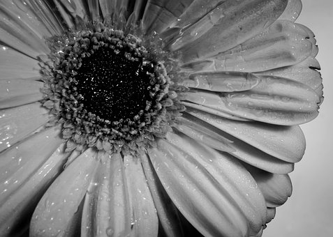 Blume, Hübsch, Blumen, Sommer, Natur