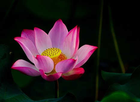 Bloem, Mooie Bloemen, Bloem Achtergrond