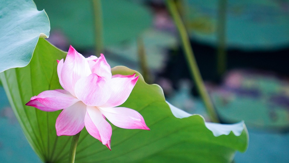 Flower Lotus Pink Free Photo On Pixabay