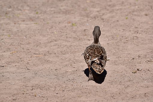 Free Duck Water Bird photo and picture