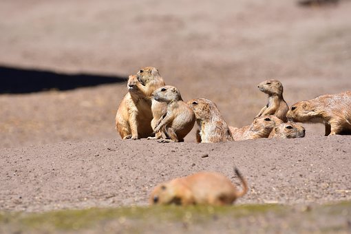 Free Prairie Dogs Cub photo and picture