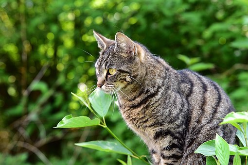 Free Cat Attentive photo and picture