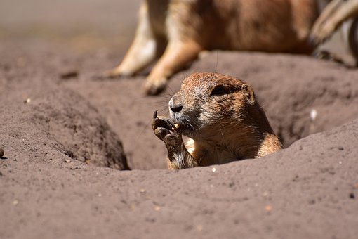 Free Prairie Dog Wolf Down photo and picture