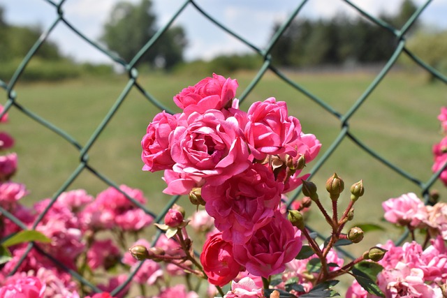 Free Bloom Pink photo and picture