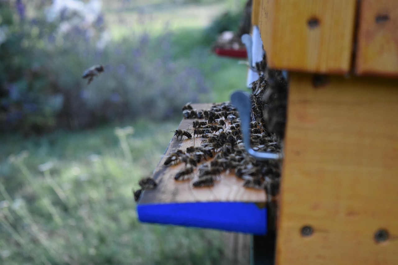 Bienen Der Bienenkorb Imkerei Kostenloses Foto Auf Pixabay Pixabay Bienen Der Bienenkorb Imkerei Kostenloses Foto Auf Pixabay Pixabay