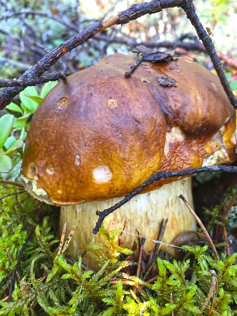 Free Mushroom Forest photo and picture