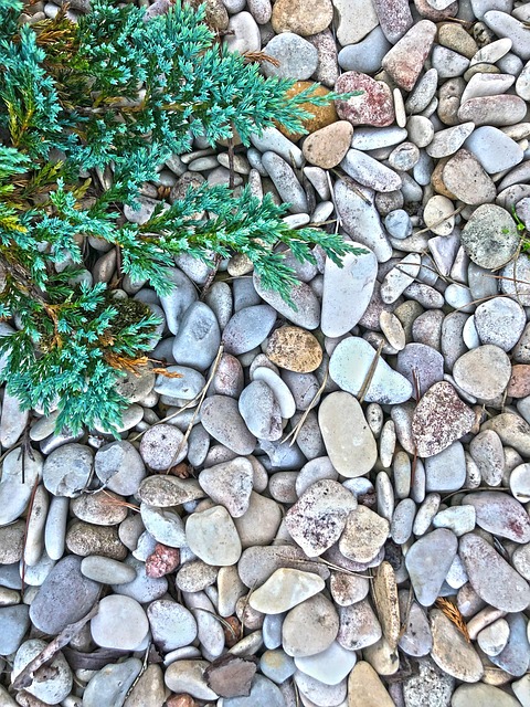 Free Pebbles Spruce photo and picture