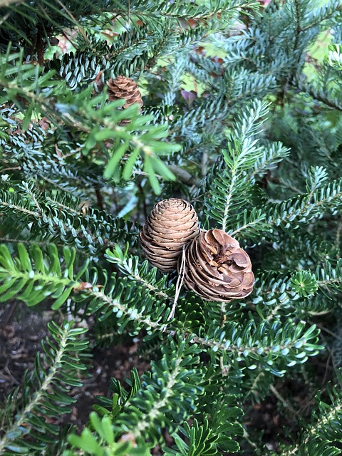 Free Cone Spruce photo and picture