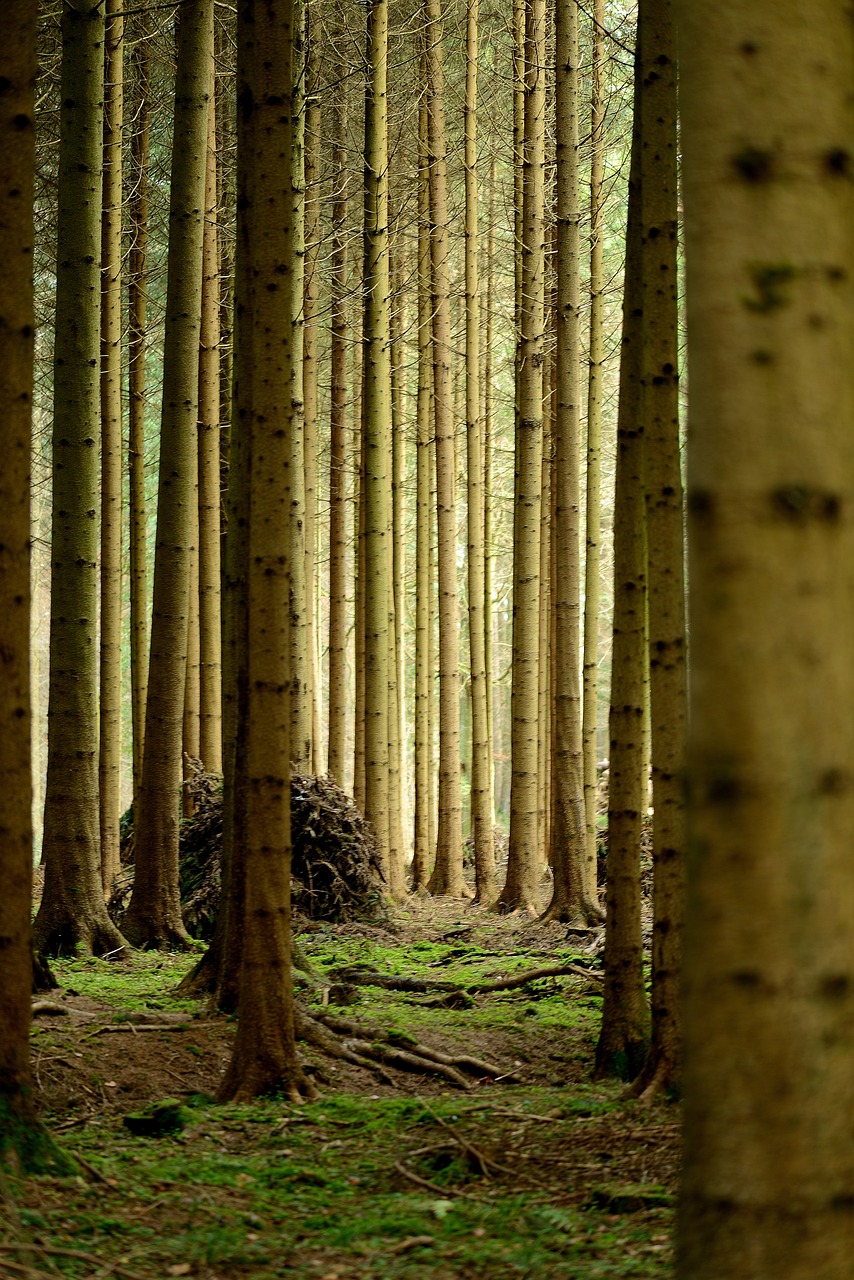 Tree Trunk Forrest Forest Tree Trunks - Free photo on Pixabay