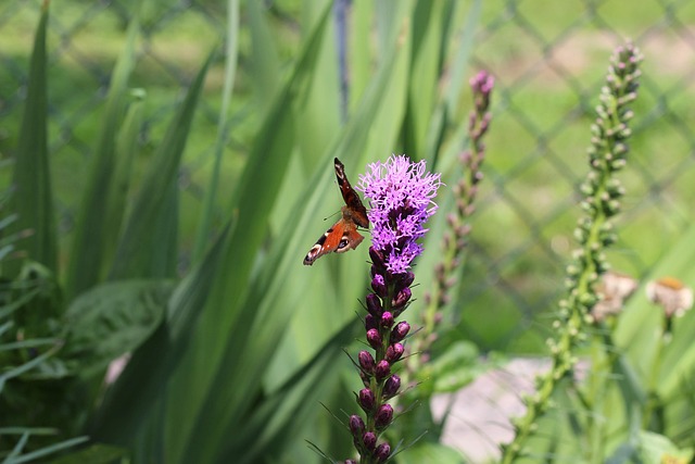 Free Butterfly Flower photo and picture