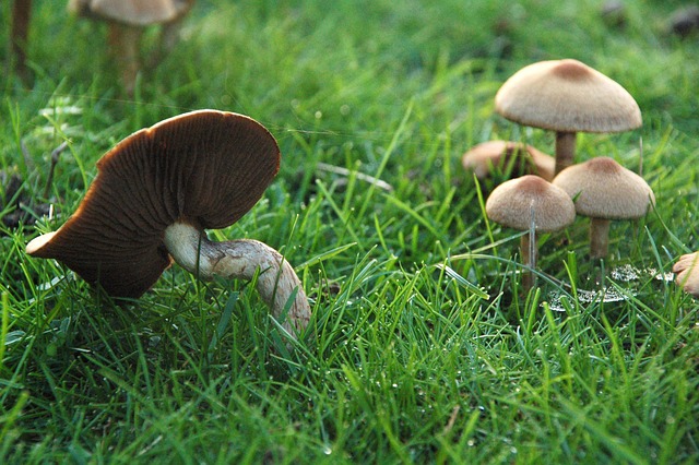 Free Mushroom Grass photo and picture