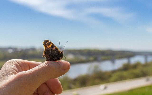 Mariposa, Cielo, Insecto, Nubes, Azul