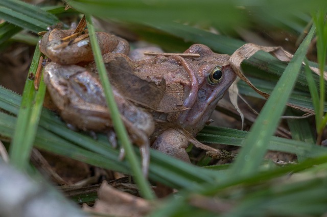 Rana, Anfibio, Anfibios, Animales, Verde